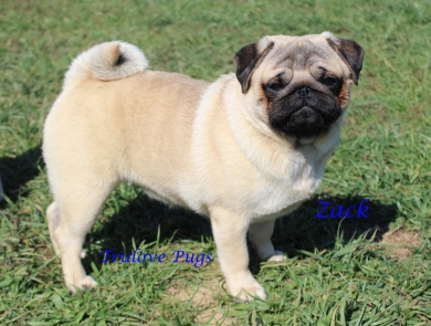 AKC Zack Pug