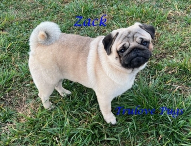 AKC Zack Pug