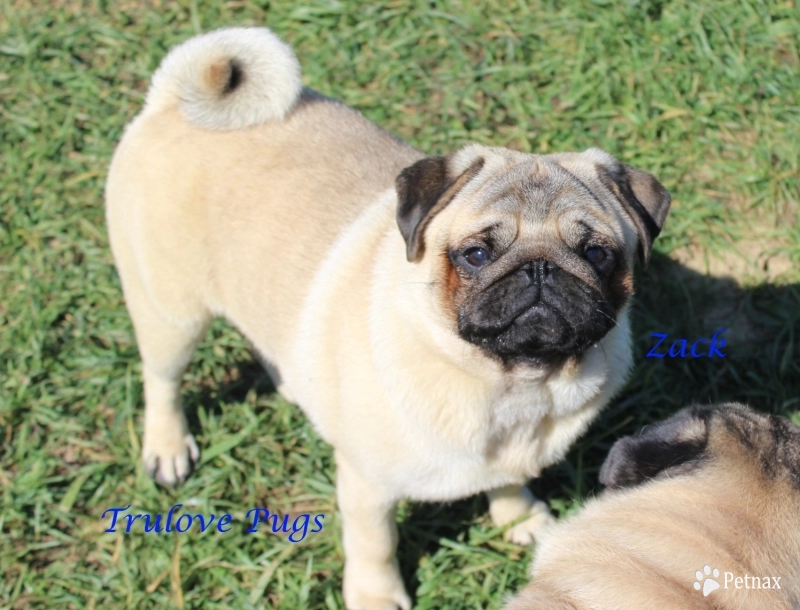 AKC Zack Pug