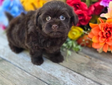 Havanese mix