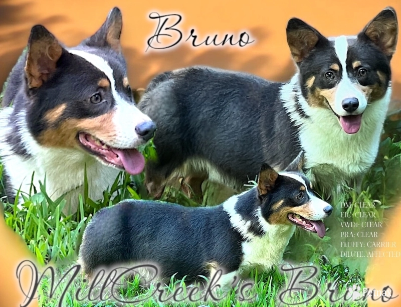 Bruno Pembroke Welsh Corgi