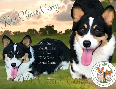 Cody Pembroke Welsh Corgi