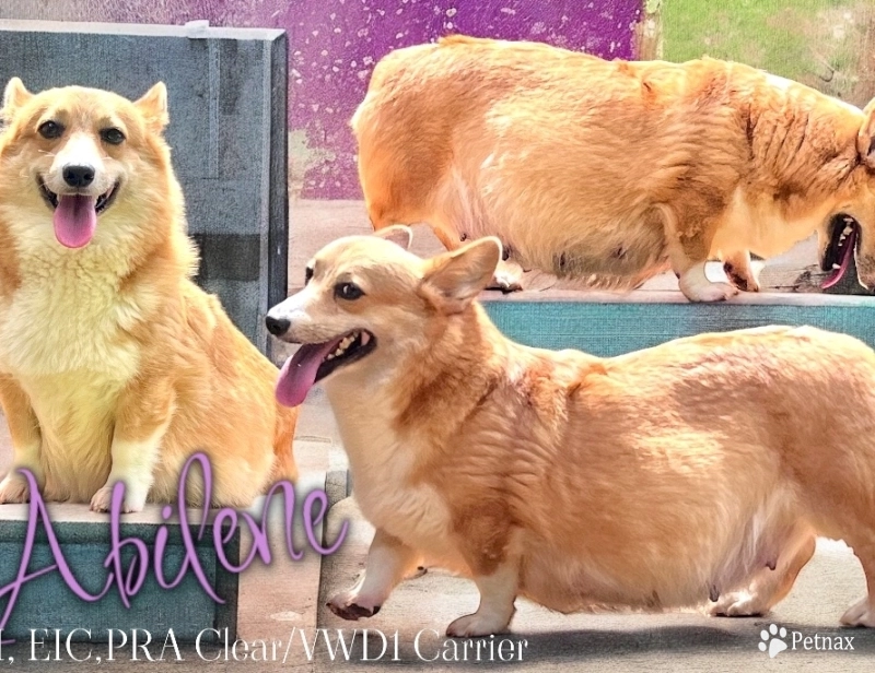 Silver States Little Abilene Pembroke Welsh Corgi