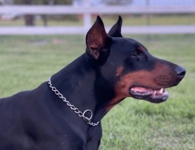 Cashious Doberman Pinscher