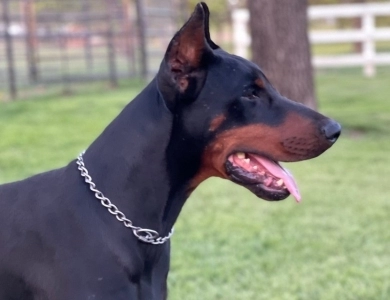 Cashious Doberman Pinscher