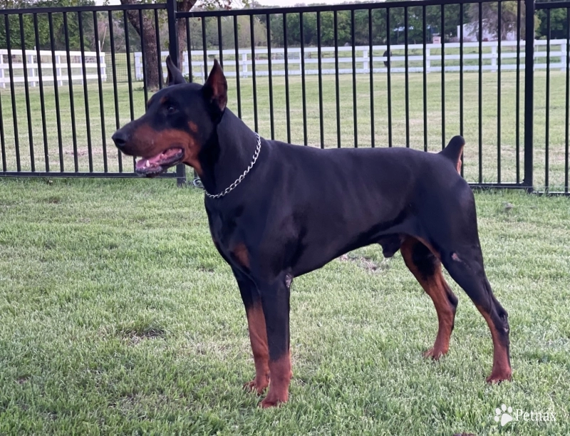 Cashious Doberman Pinscher