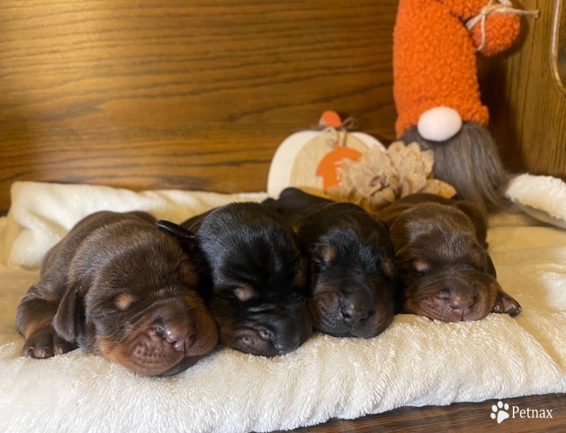 Red Female Doberman Pinscher