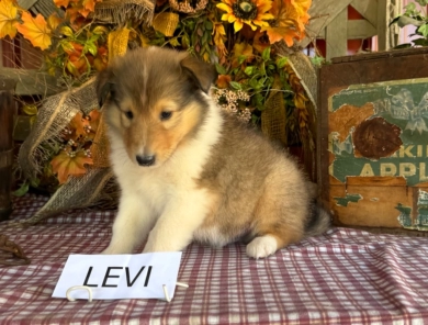 Levi