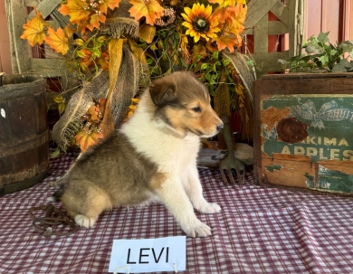 Levi Collie