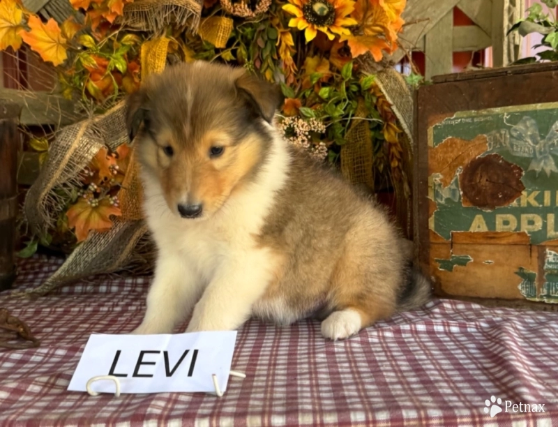 Levi Collie