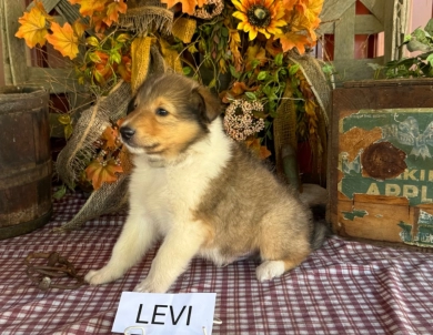 Levi Collie