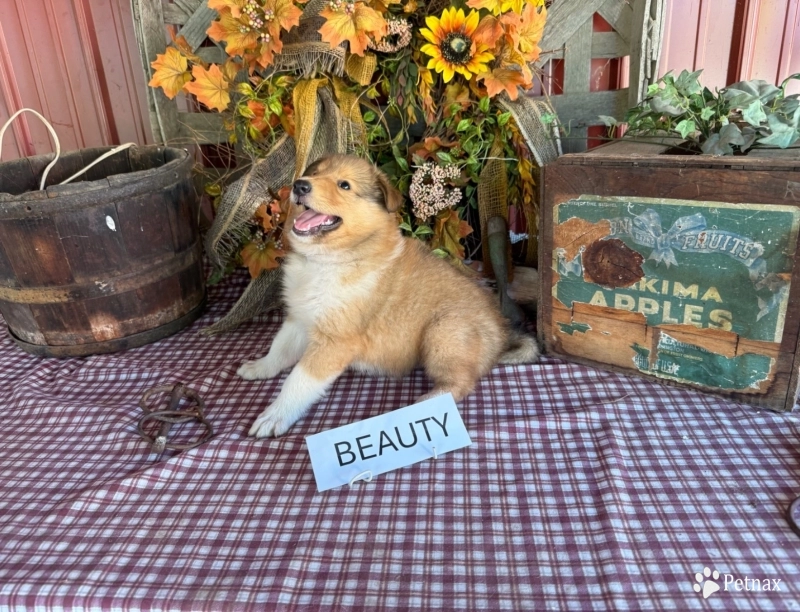 Beauty Collie