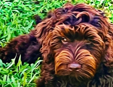 Royal Diamond Australian Labradoodles