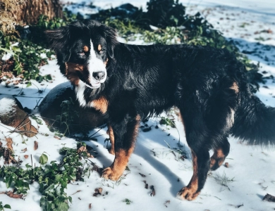 Royal Bernese Mountain Dog