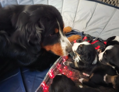 Royal Bernese Mountain Dog