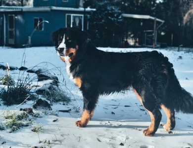 Royal Bernese Mountain Dog