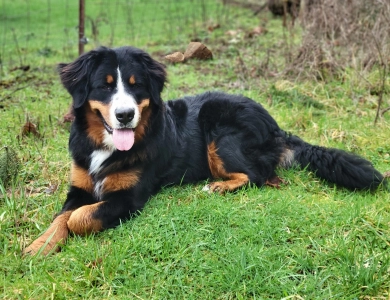 Royal Bernese Mountain Dog