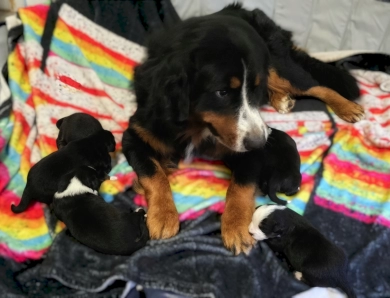 Royal Bernese Mountain Dog