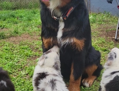 Royal Bernese Mountain Dog