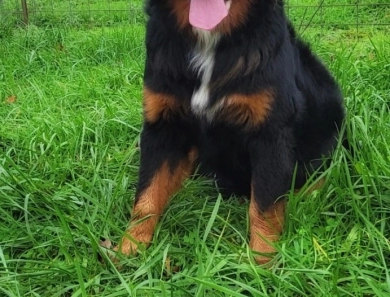 Royal Bernese Mountain Dog