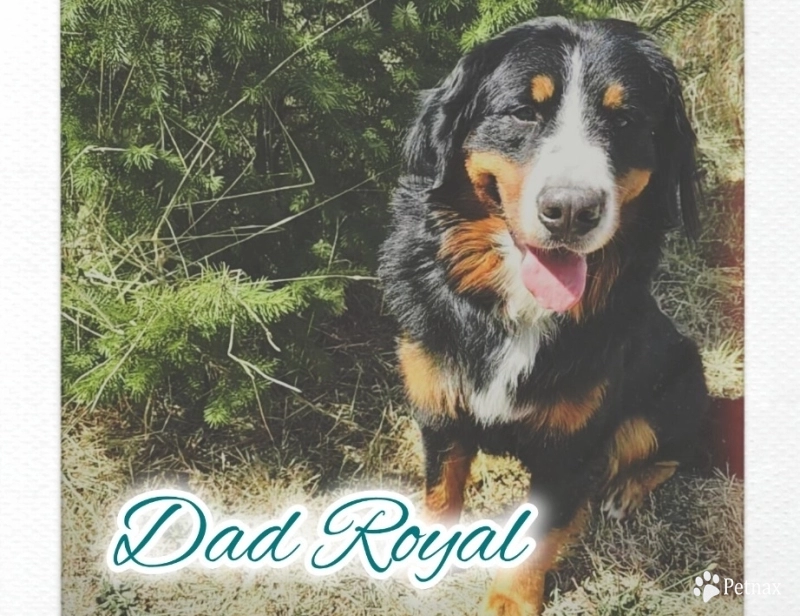 Royal Bernese Mountain Dog