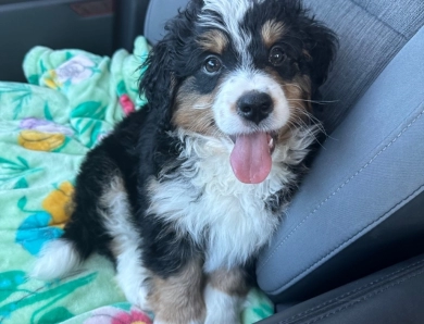 Mini bernedoodles 