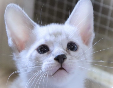 Savannah kittens