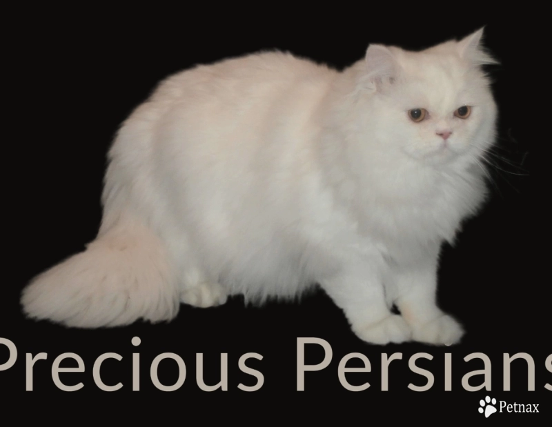 Sammy Persian