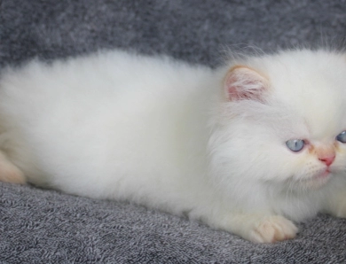 Flame Point Persian