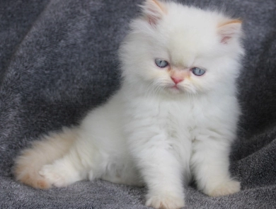 Flame Point Persian