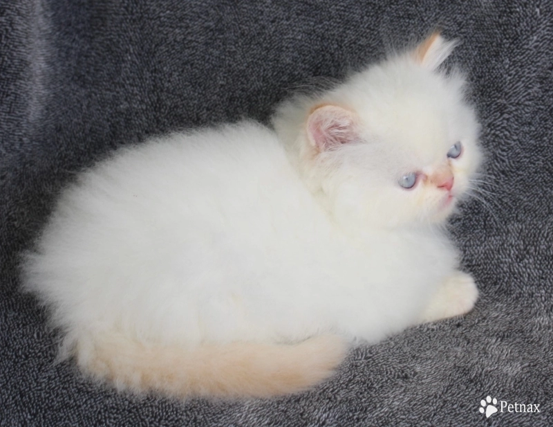 Flame Point Persian