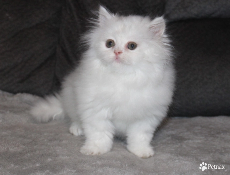 White with copper eyes Persian