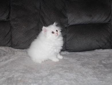 White with copper eyes Persian