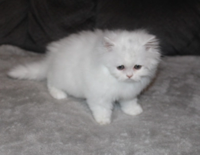 White with copper eyes Persian