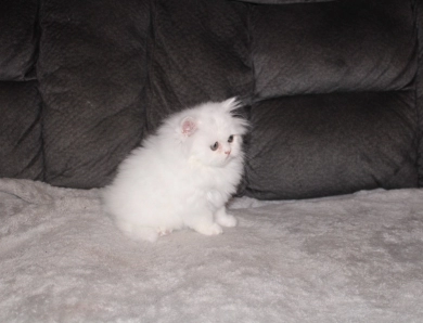 White with copper eyes Persian