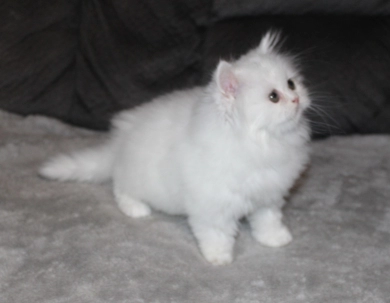 White with copper eyes Persian