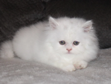 White with copper eyes Persian