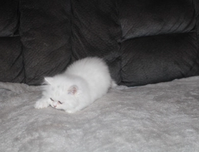 White with copper eyes Persian