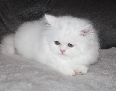 White with copper eyes Persian