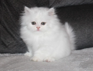 White with copper eyes Persian