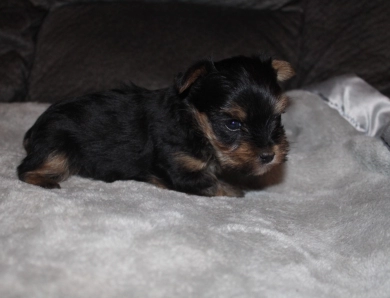 Teacup male #1 Yorkshire Terrier