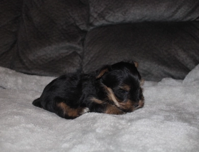 Teacup male #1 Yorkshire Terrier