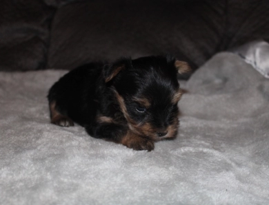 Teacup male #1 Yorkshire Terrier