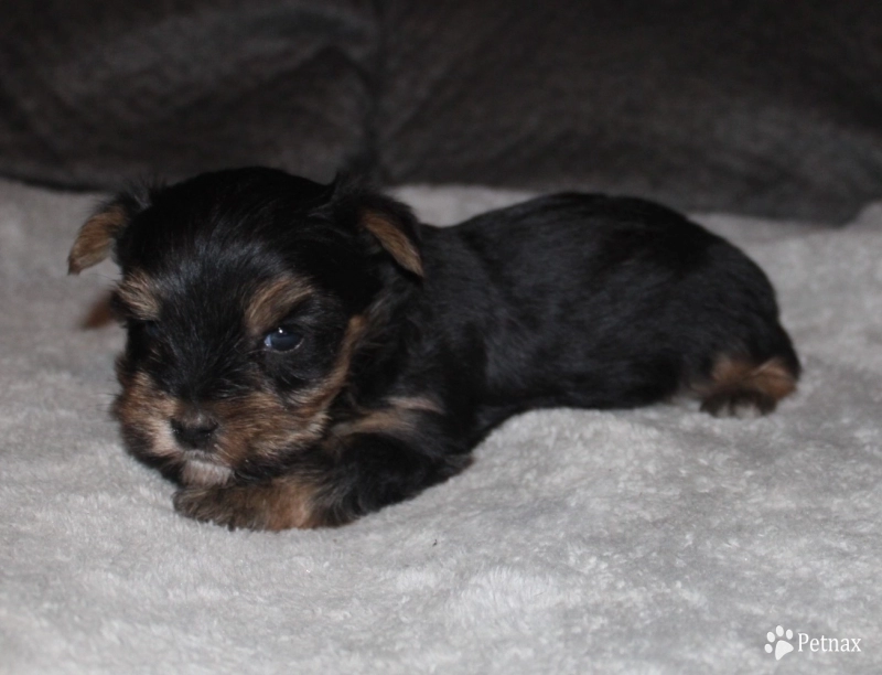 Teacup male #1 Yorkshire Terrier