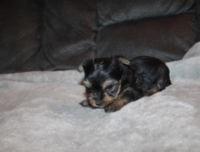 Teacup male #2 Yorkshire Terrier