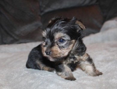 Teacup male #2 Yorkshire Terrier