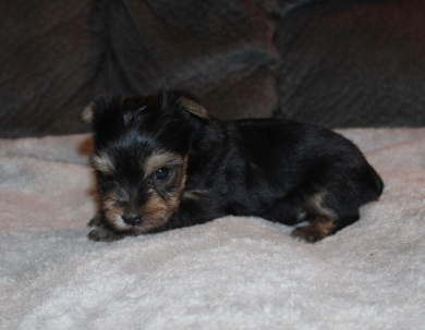 Teacup male #2 Yorkshire Terrier