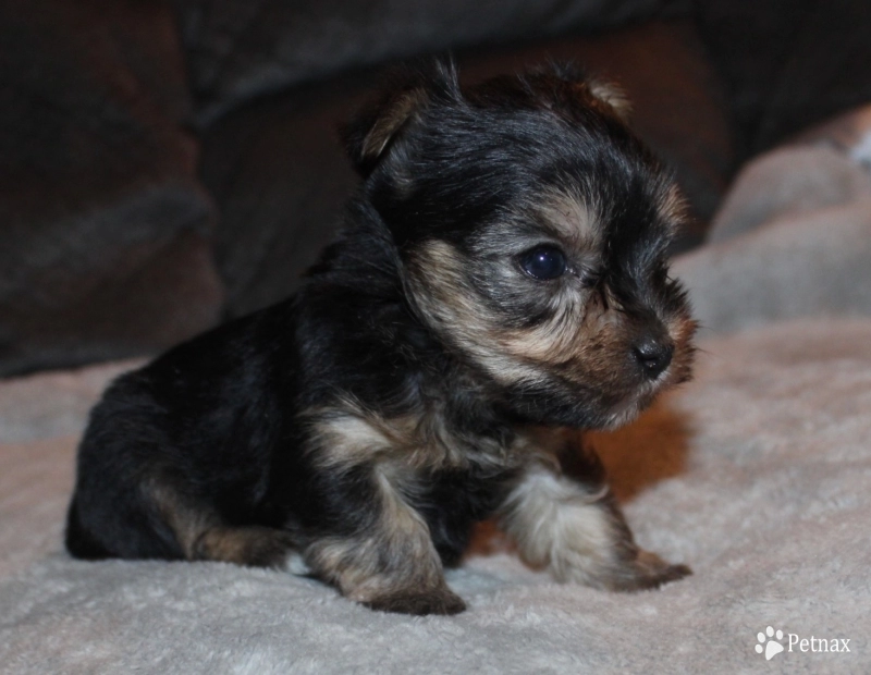 Teacup male #2 Yorkshire Terrier