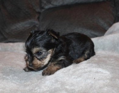 Teacup male #2 Yorkshire Terrier