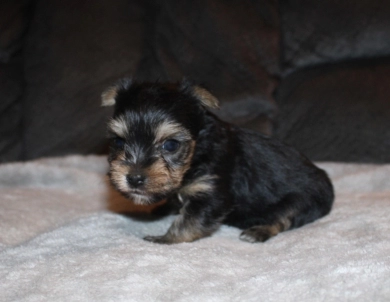 Teacup male #2 Yorkshire Terrier